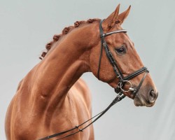 dressage horse Valesco (Westphalian, 2022, from Viva Dance)