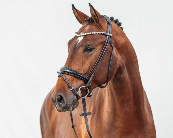 jumper Sir Simon (KWPN (Royal Dutch Sporthorse), 2022, from Komme Casall)