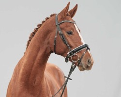 dressage horse Thanilo (Westphalian, 2022, from Thiago GS OLD)