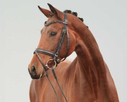 dressage horse Flicka B (Westphalian, 2019, from For Romance I)