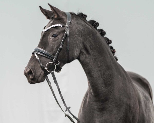 dressage horse Be Beautiful (Westphalian, 2020, from Baron)