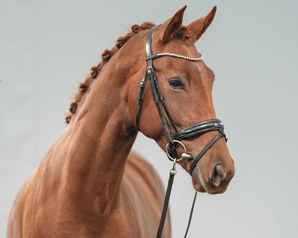 dressage horse Prinses Utopia (KWPN (Royal Dutch Sporthorse), 2020, from Vaderland OLD)