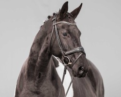 broodmare Mozambique (Oldenburg, 2016, from Morricone)