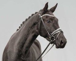 dressage horse Lady Luna (Oldenburg, 2021, from Lord Europe)