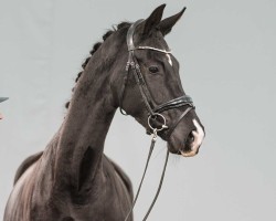 dressage horse Davina (Oldenburg, 2021, from Dimaggio Black)