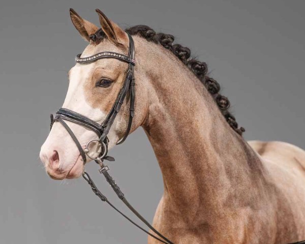 Springpferd Captain Dancer (Deutsches Reitpony, 2022, von Can Dance 3)