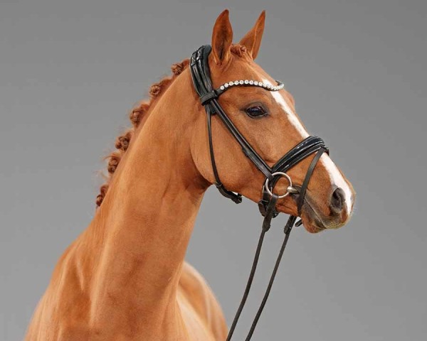 Dressurpferd Chopard’s Diamond (Deutsches Reitpony, 2022, von Cosmopolitan NRW)