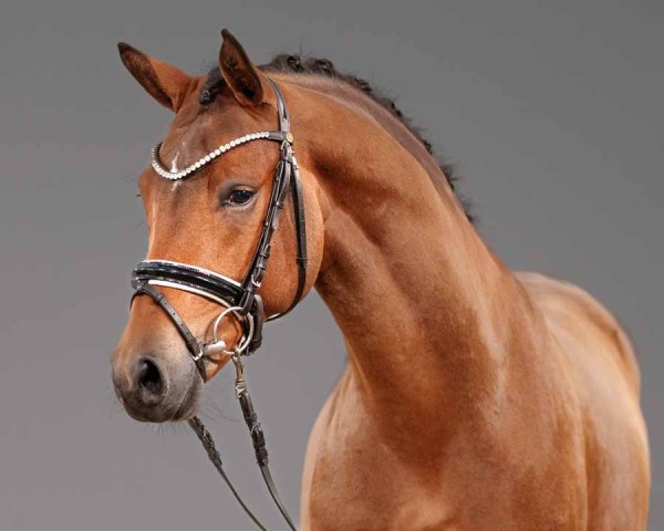 dressage horse Design to Dance AT (German Riding Pony, 2022, from Damaszener K WE)