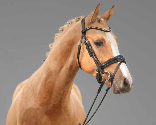 dressage horse Deejay (German Riding Pony, 2022, from Dating At NRW)