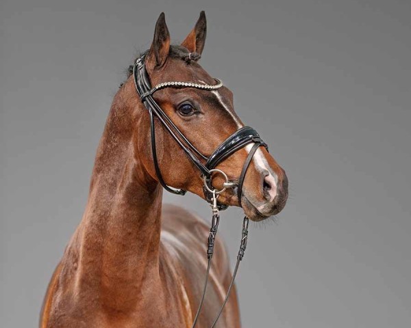 dressage horse Don de Luxe (German Riding Pony, 2022, from Dreidimensional AT NRW)