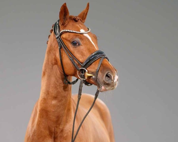 Dressurpferd Numenor (Deutsches Reitpony, 2022, von FS Next Diamond)