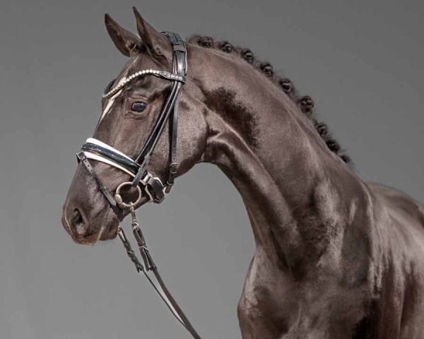 Pferd Diamond Black van Blommerschot (Belgisches Reitpony, 2022, von Nia Domo's Bolero)