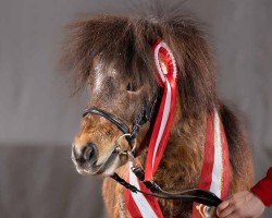 horse Nando aus dem Veischedetal (Shetland pony (under 87 cm), 2019, from Indigo aus dem Veischedetal)