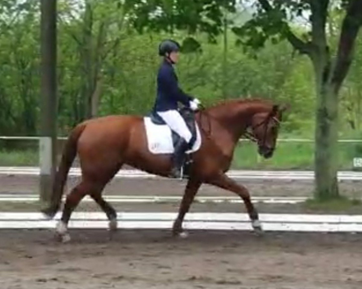 broodmare Quinett D (Hanoverian, 2012, from Quaterback)