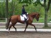 broodmare Quinett D (Hanoverian, 2012, from Quaterback)