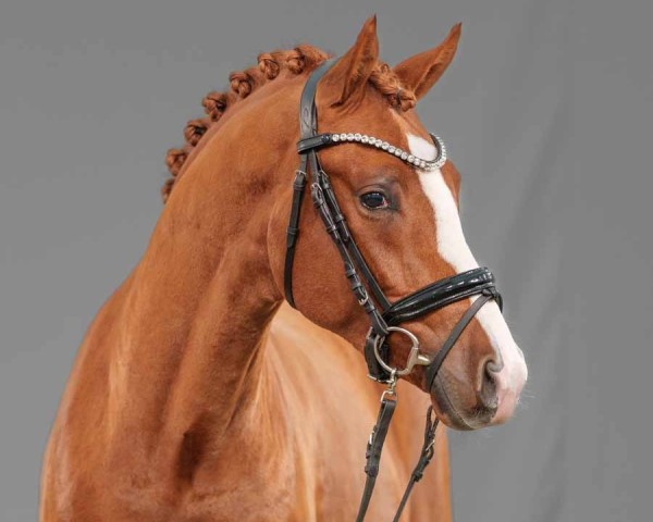 Dressurpferd Nobody's Perfect (Deutsches Reitpony, 2022, von FS Next Diamond)