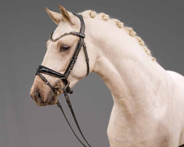 dressage horse Géramont (German Riding Pony, 2022, from Goldecht)