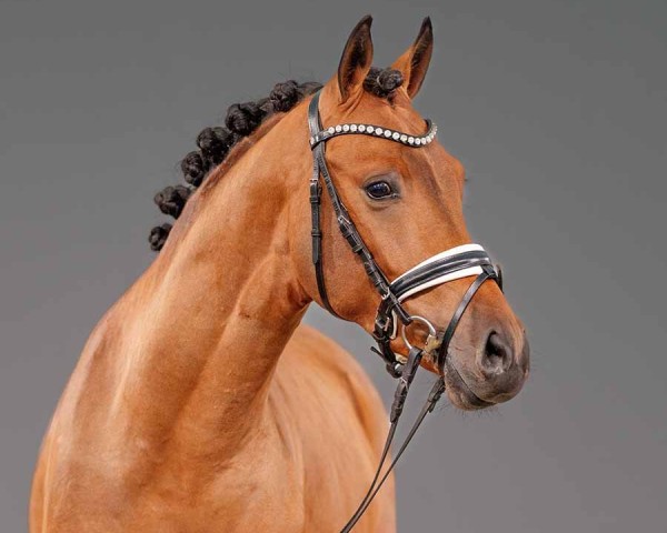 Dressurpferd Guirassy (Deutsches Reitpony, 2022, von Golden Grey NRW)