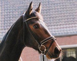 broodmare Dark Brown Sugar (Hanoverian, 1997, from Donnerhall)