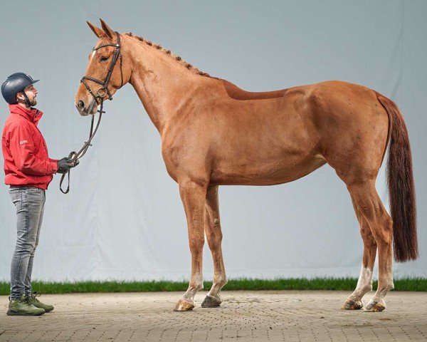 Springpferd Oh Surprise (Oldenburger Springpferd, 2019, von Ogano Sitte)