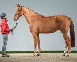 jumper Oh Surprise (Oldenburg show jumper, 2019, from Ogano Sitte)