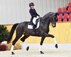 dressage horse Mirage (Oldenburg, 2016, from E.H. Millennium)