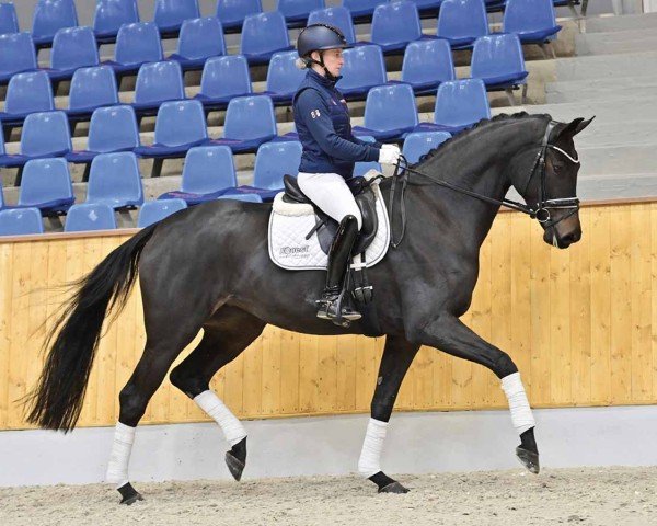 dressage horse Dancing Queen (Oldenburg, 2020, from For Dance)