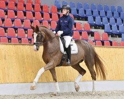 dressage horse Superior (Oldenburg, 2019, from Secret)