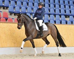 dressage horse Elano 48 (Oldenburg, 2019, from Escamillo)