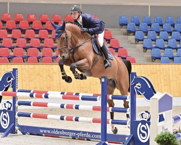 Springpferd Supernova 8 (Belgisches Warmblut, 2018, von Kannan)