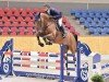 jumper Supernova 8 (Belgian Warmblood, 2018, from Kannan)