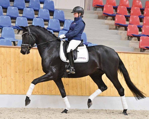 broodmare Daria (Oldenburg, 2019, from For Dance)