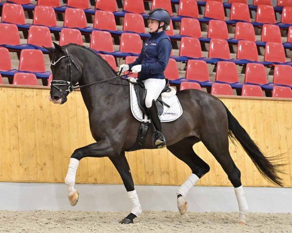 Dressurpferd Marcello (Westfale, 2021, von Merlot VDL)