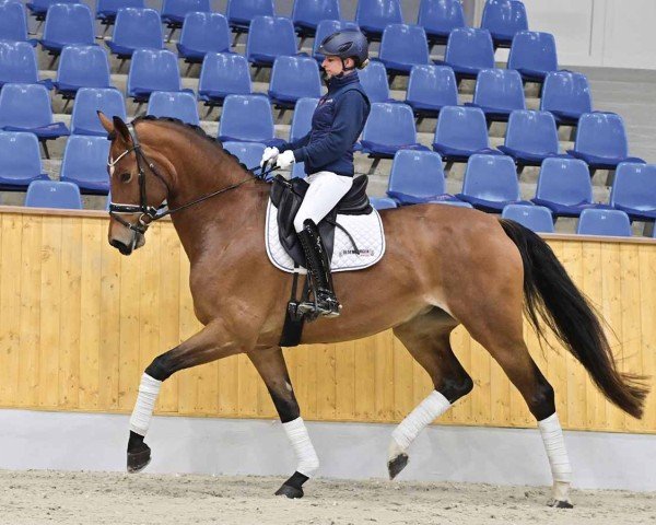 dressage horse Florence (Oldenburg, 2019, from Escolar)