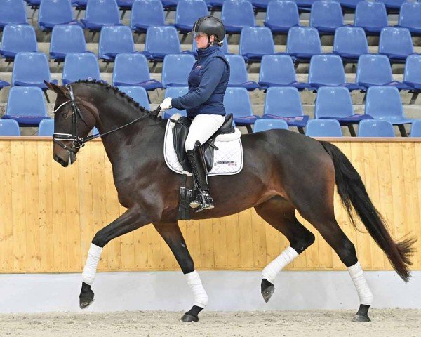 dressage horse Fasine JD (Hanoverian, 2020, from Fashion In Black NRW)