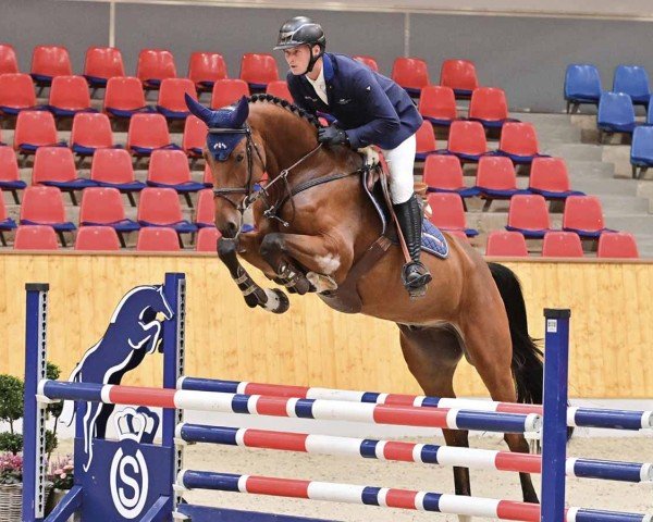 jumper Diabolo (Oldenburg show jumper, 2020, from Dia Corrado)