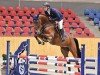 jumper Diabolo (Oldenburg show jumper, 2020, from Dia Corrado)