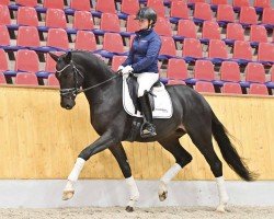 dressage horse Verstappen GS (Hanoverian, 2021, from Harmony's V-Plus)