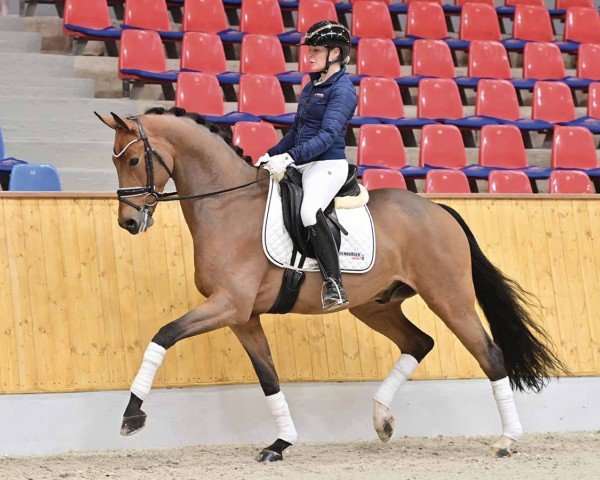 dressage horse Moses 97 (Oldenburg, 2016, from Morricone)