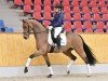 dressage horse Moses 97 (Oldenburg, 2016, from Morricone)