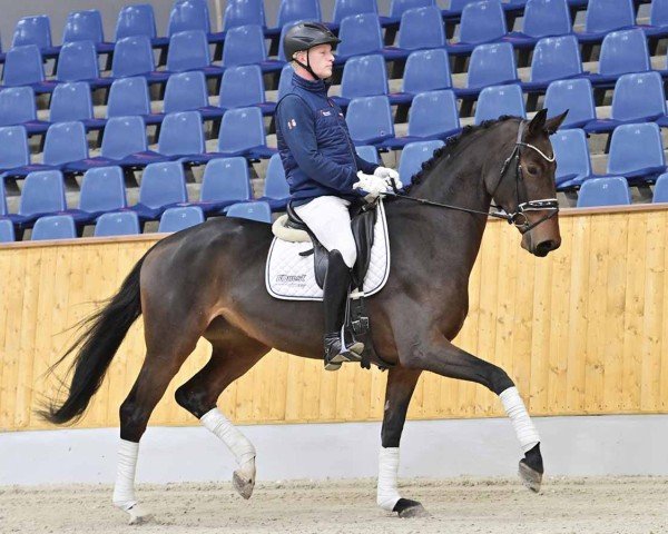 dressage horse Blue Madeira B (Oldenburg, 2019, from Mykonos)