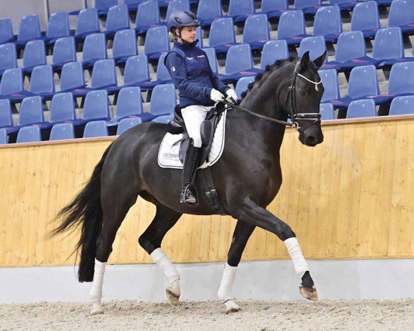 dressage horse Editions Magic Moment (Oldenburg, 2019, from Morricone)