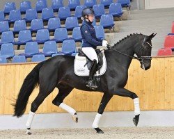 dressage horse Ferrari del Roncone (Oldenburg, 2020, from For Romance I)