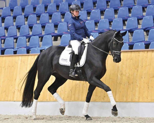 dressage horse Do it (Oldenburg, 2020, from Donier)