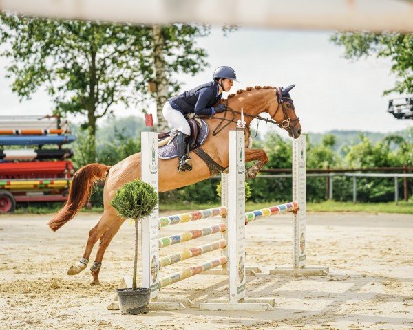 jumper Diva Deluxe Z (German Riding Pony, 2018, from Der kleine Prinz 31)