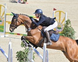 broodmare Amabilita 2 (Oldenburg show jumper, 2011, from Acadius)