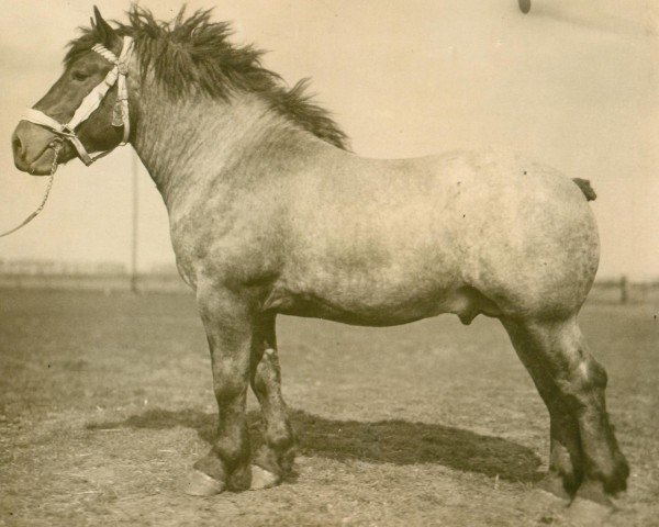 Deckhengst Martin Pandour (Brabanter/Belgisches Kaltblut, 1926, von Avenir d'Herse)