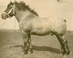 stallion Martin Pandour (Brabant/Belgian draft horse, 1926, from Avenir d'Herse)