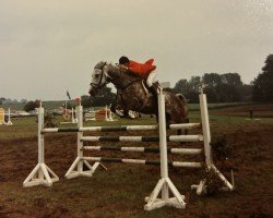 Zuchtstute Vara (Holsteiner, 1983, von Landego)