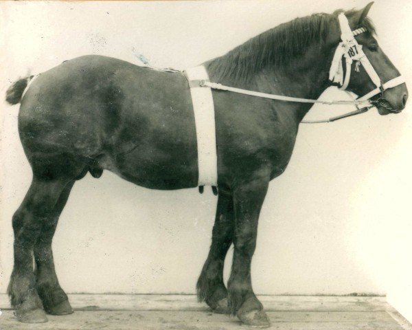 stallion Conde II 1788 (Rhenish-German Cold-Blood, 1907, from Prince de Condé)